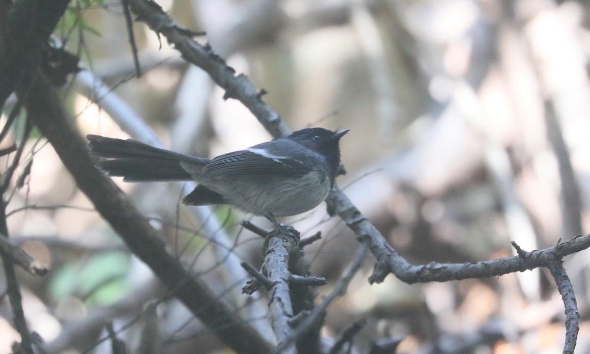 African Crested Flycatcher - ML642327417