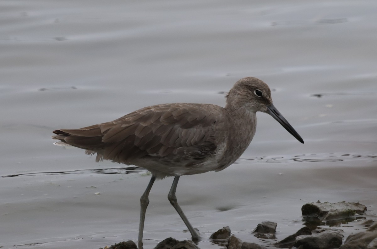 Willet (Western) - ML642327421