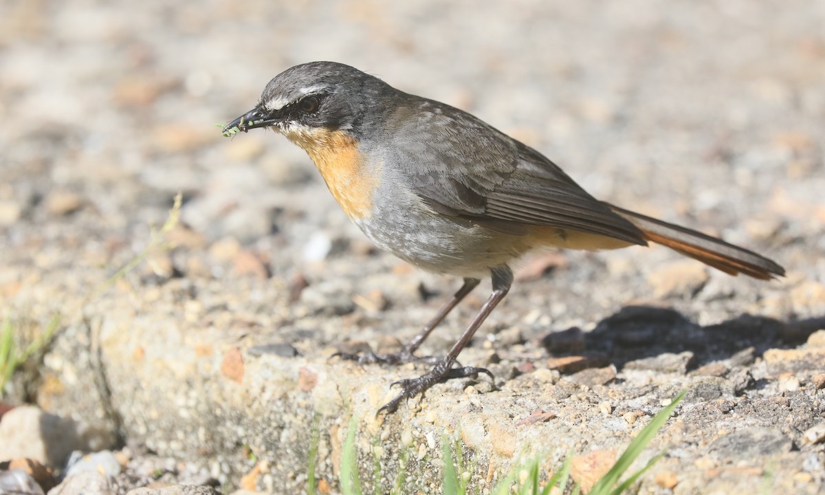 Cape Robin-Chat - ML642327429