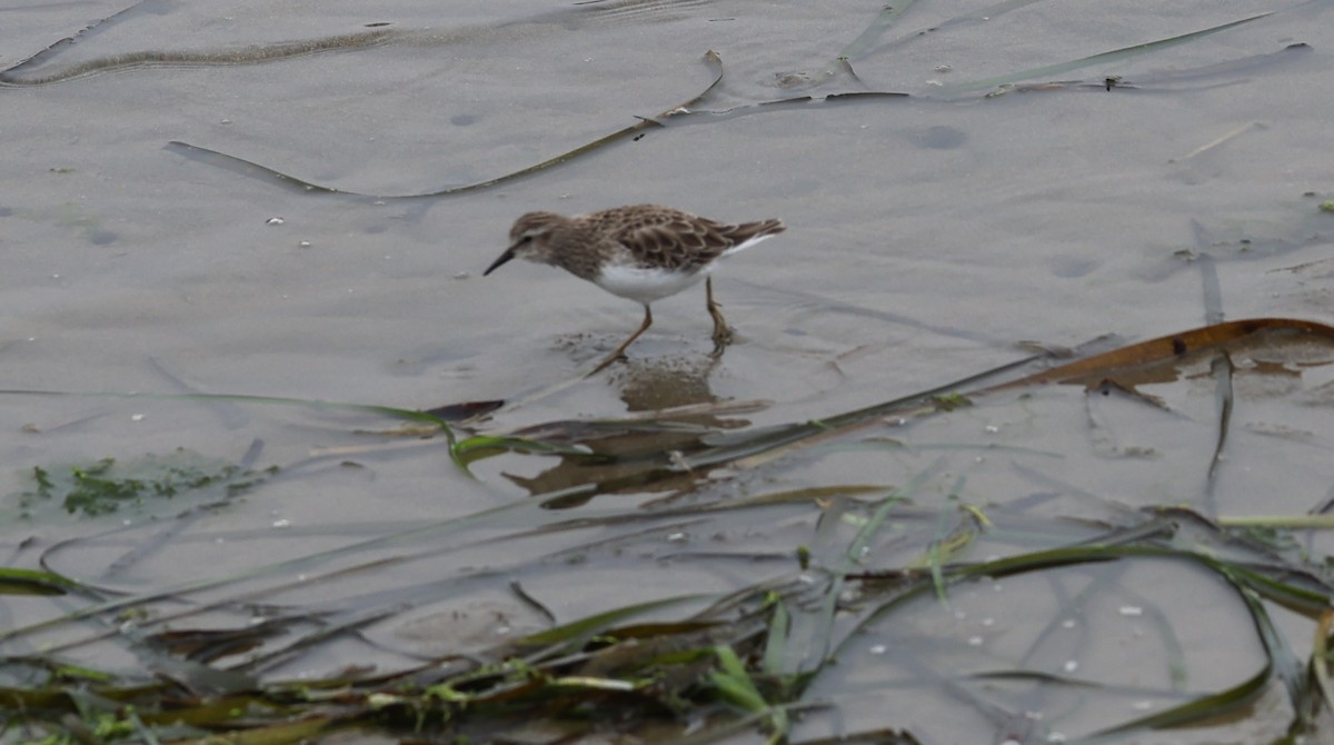 Least Sandpiper - ML642327434