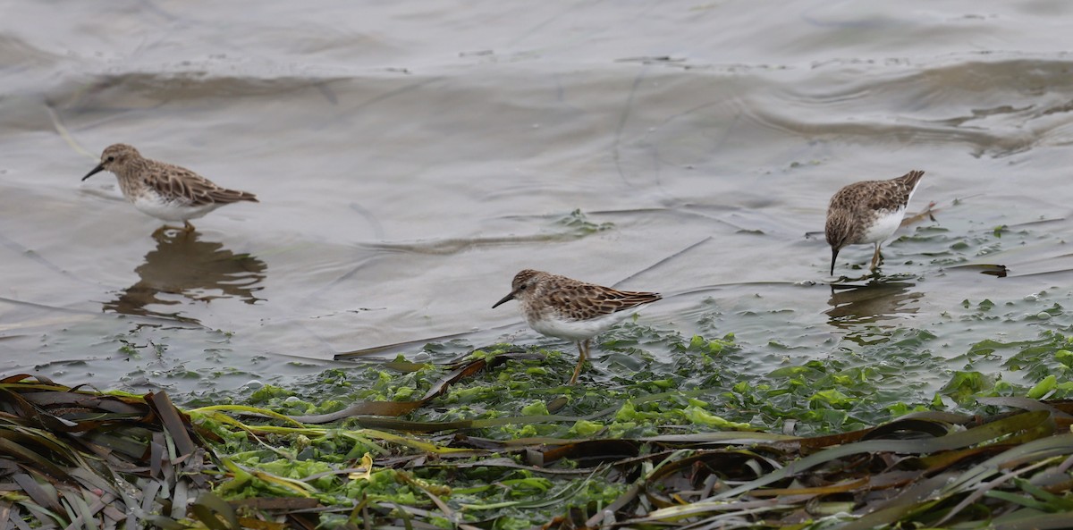 Least Sandpiper - ML642327436