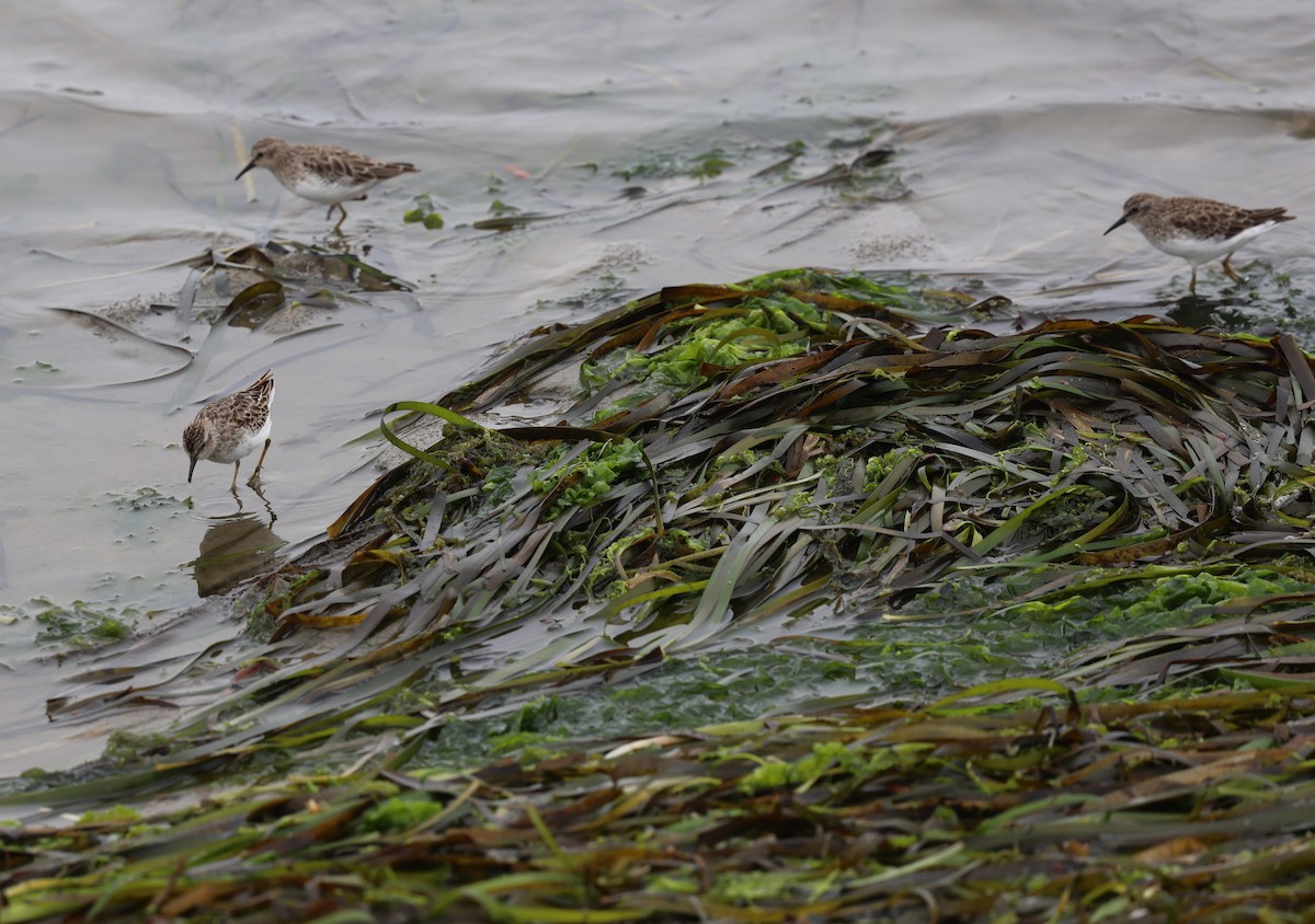 Least Sandpiper - ML642327437