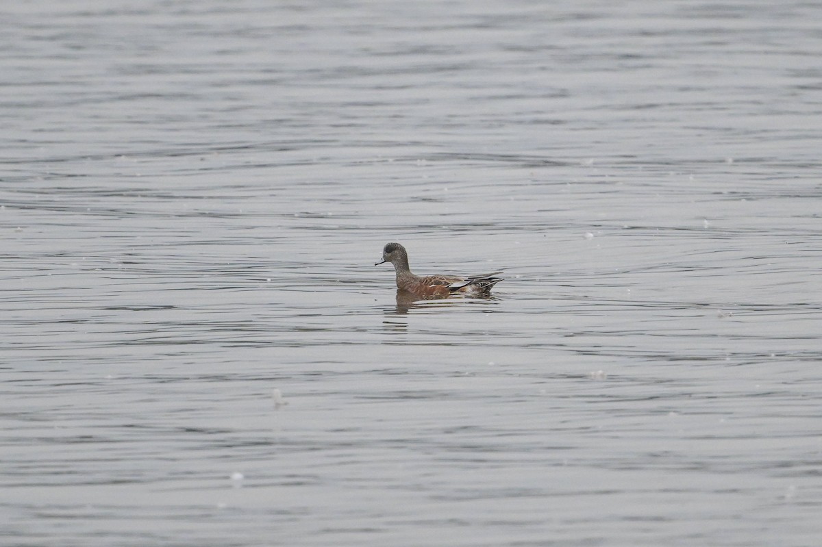 American Wigeon - ML642327442