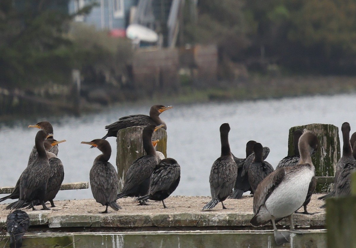 Double-crested Cormorant - ML642327450