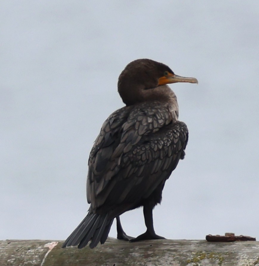 Double-crested Cormorant - ML642327451