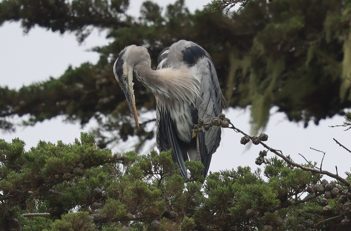 Great Blue Heron - ML642327459