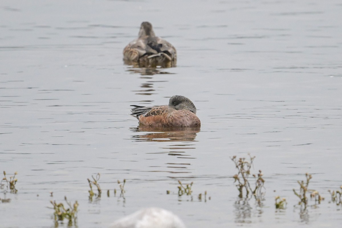 American Wigeon - ML642327463