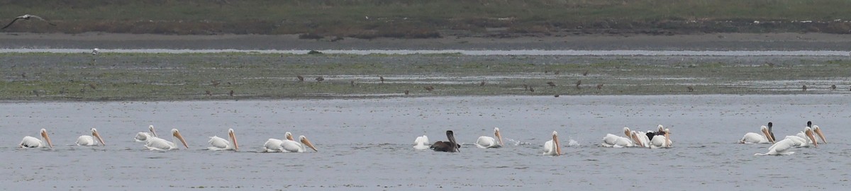American White Pelican - ML642327482