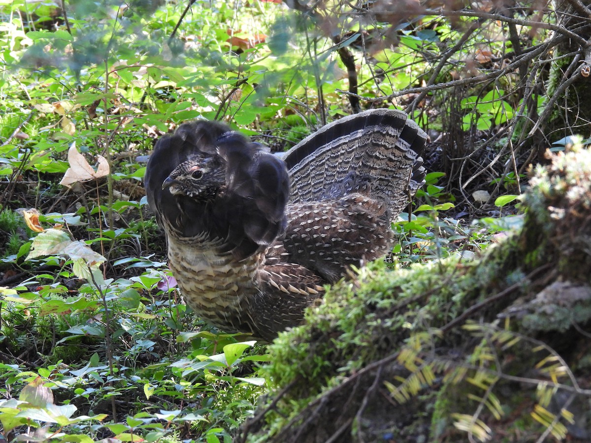 Ruffed Grouse - ML642327483