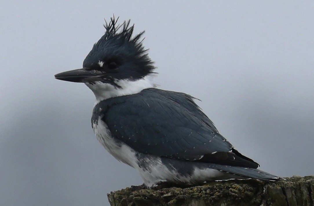 Belted Kingfisher - ML642327489