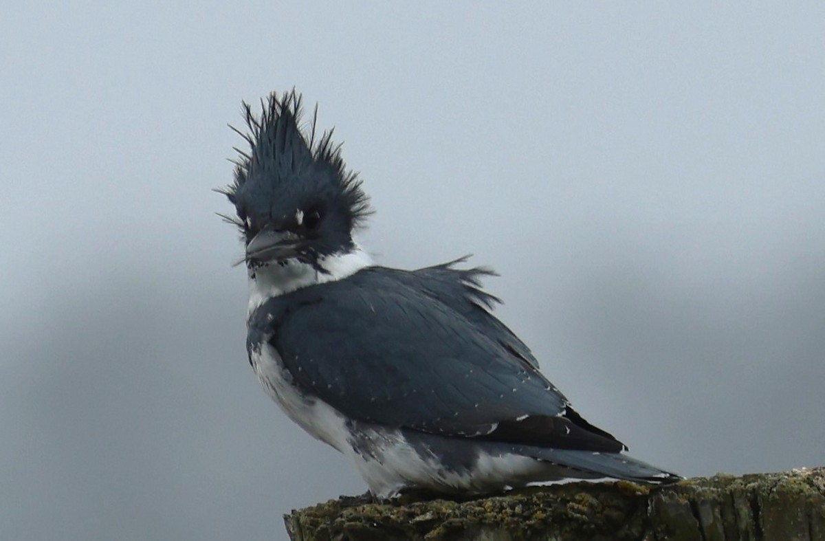 Belted Kingfisher - ML642327490