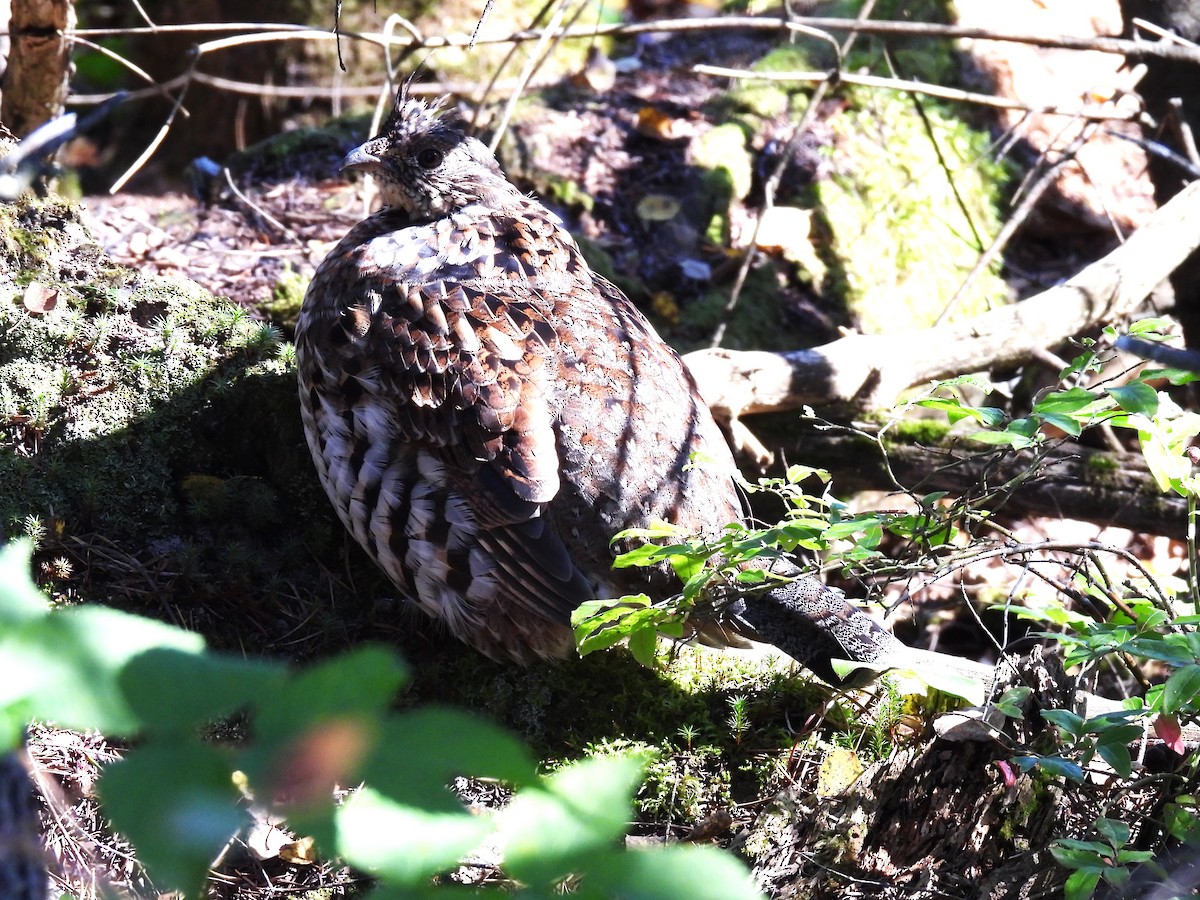 Ruffed Grouse - ML642327491