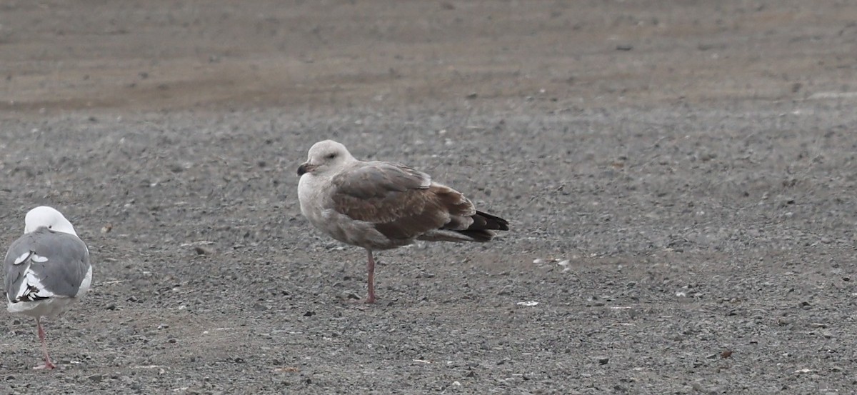 Western Gull - ML642327497