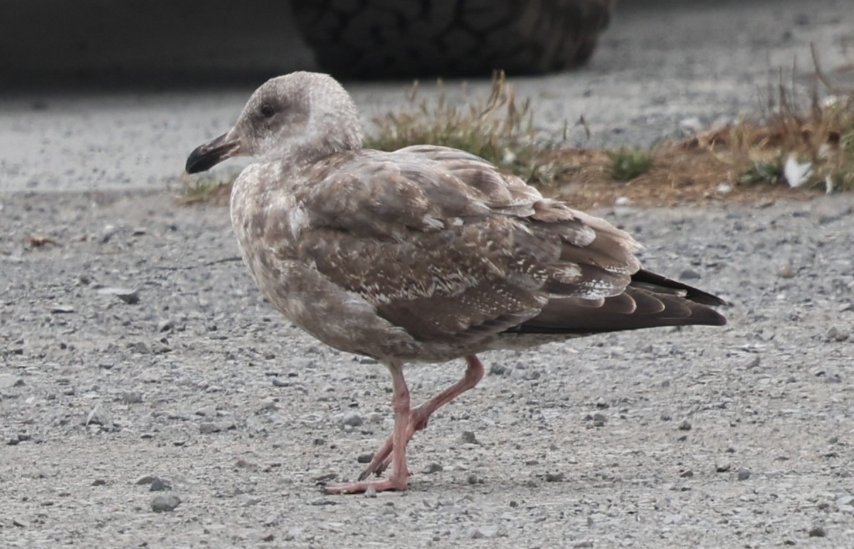 Western Gull - ML642327498