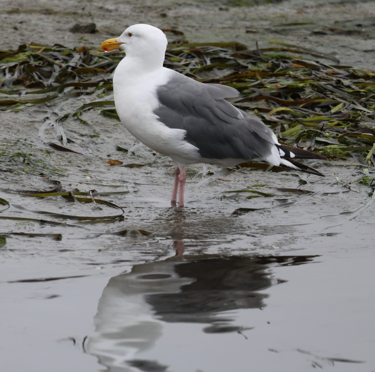 Western Gull - ML642327499