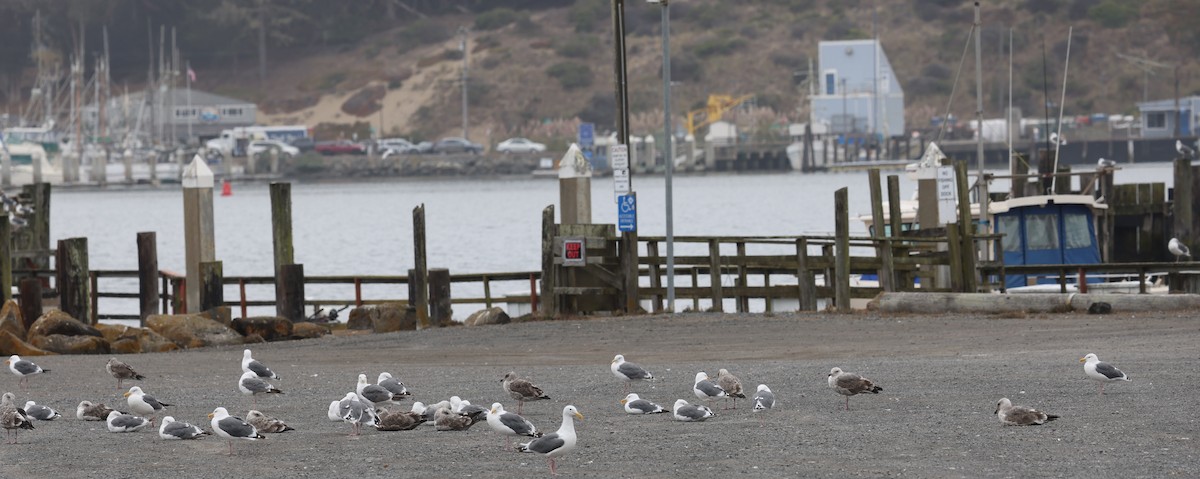 Western Gull - ML642327500