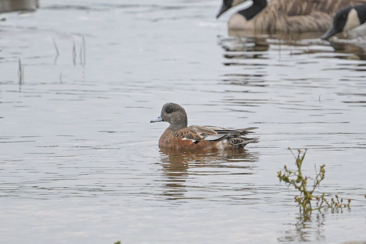 American Wigeon - ML642327511
