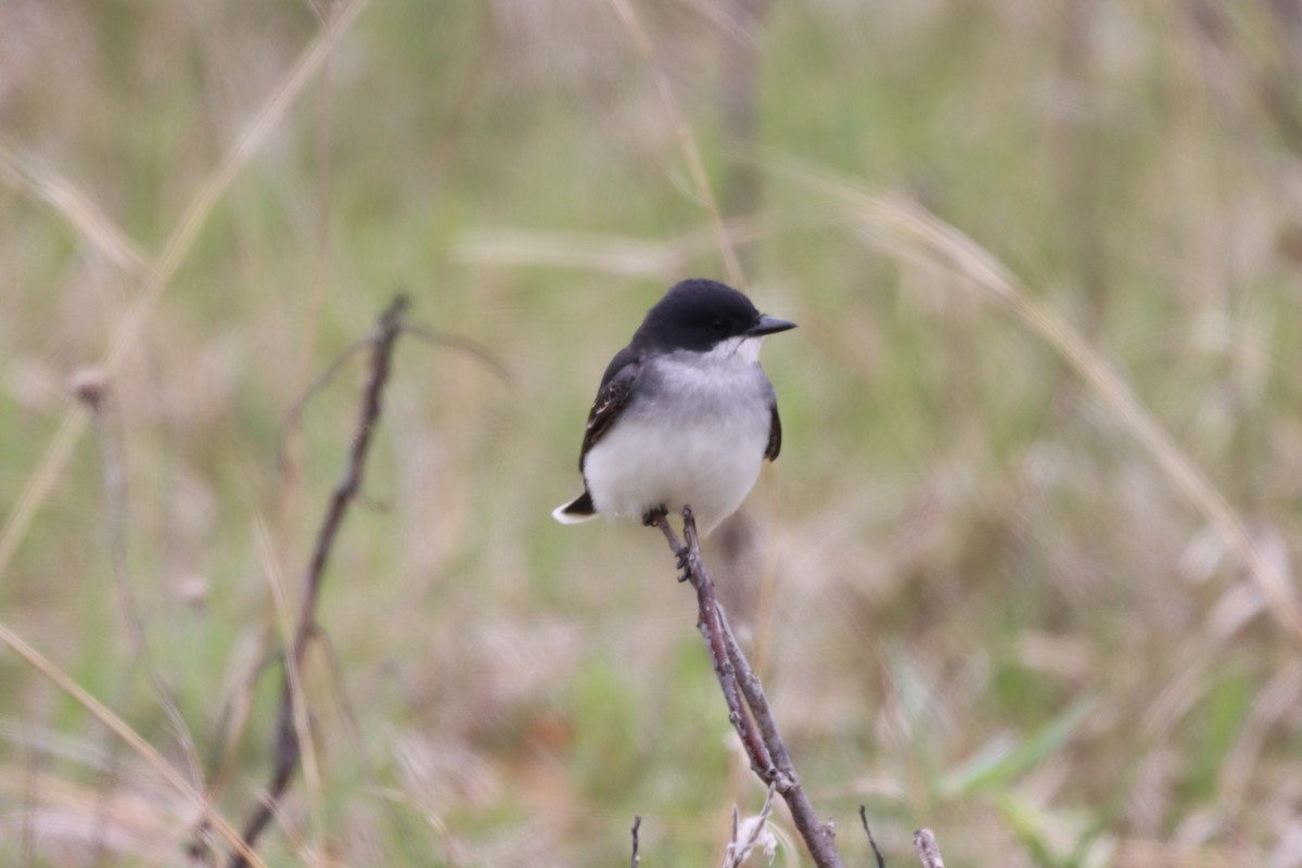 Eastern Kingbird - ML642327534