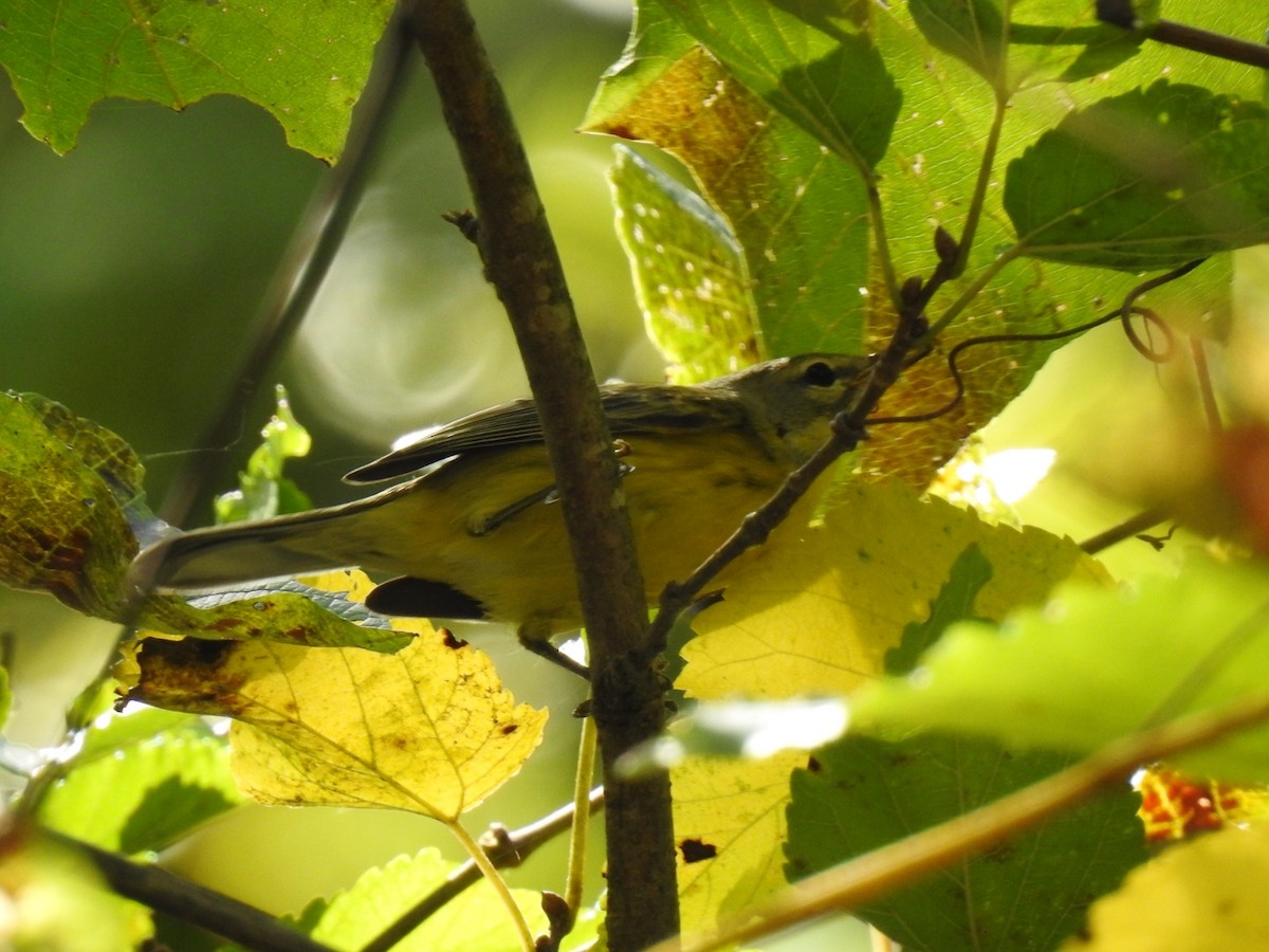 Prairie Warbler - ML642327547