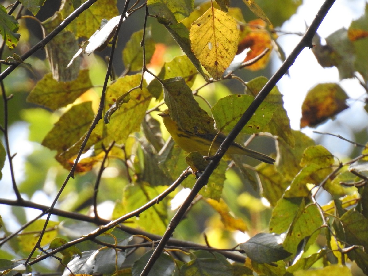 Prairie Warbler - ML642327548