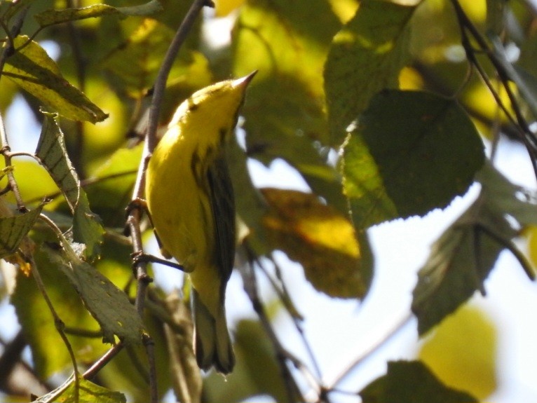 Prairie Warbler - ML642327552