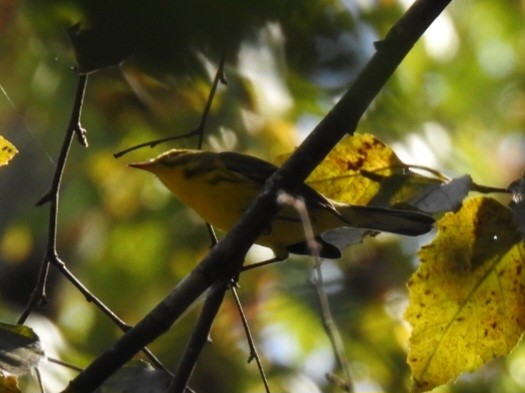 Prairie Warbler - ML642327554