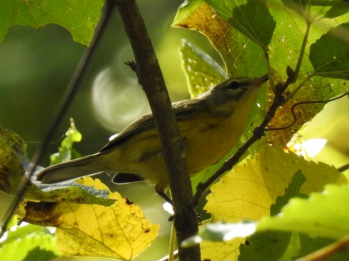 Prairie Warbler - ML642327556