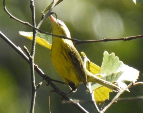 Prairie Warbler - ML642327557