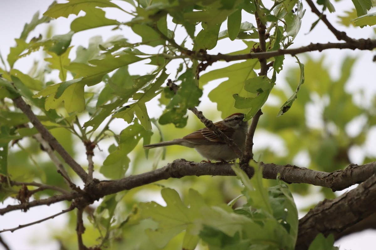 Chipping Sparrow - ML642327561