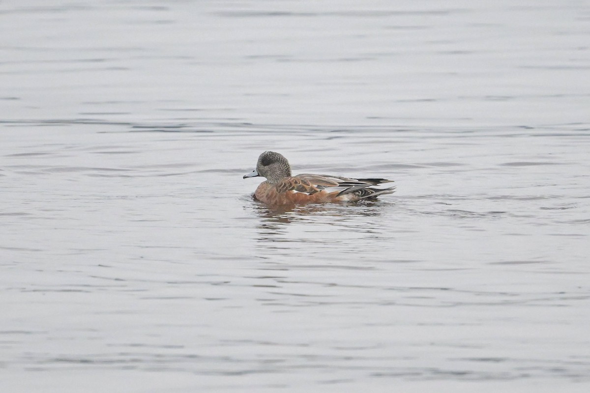 American Wigeon - ML642327565