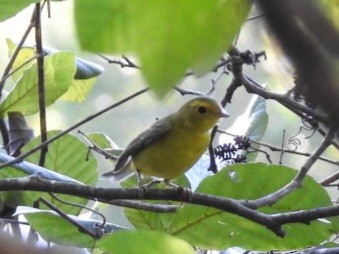 Wilson's Warbler - ML642327577