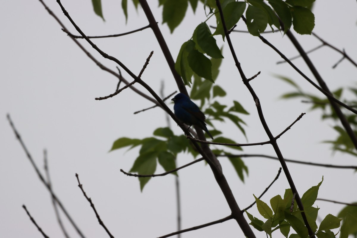 Indigo Bunting - ML642327587