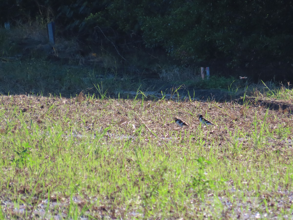 Black-collared Starling - ML642327590