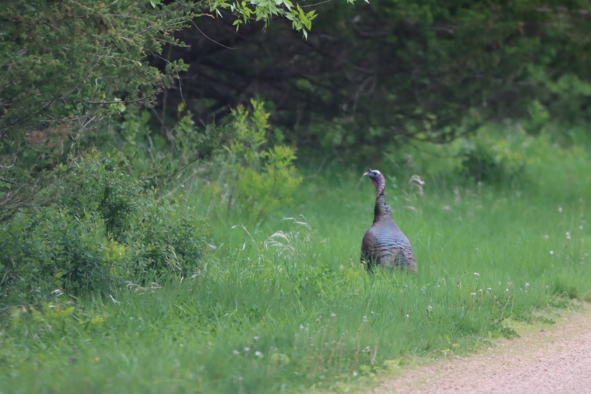 Wild Turkey - ML642327593