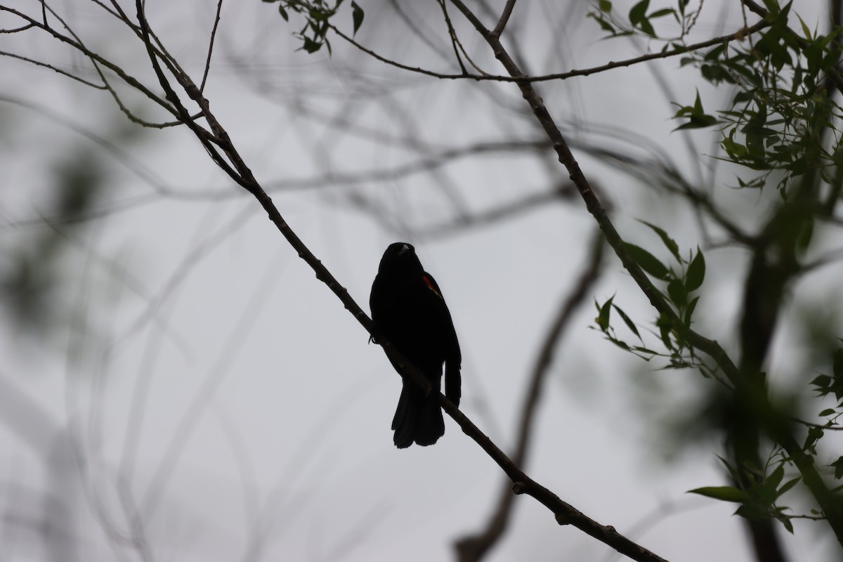 Red-winged Blackbird - ML642327595