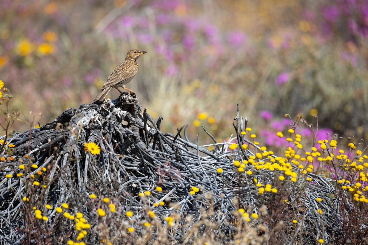 Large-billed Lark - ML642327596