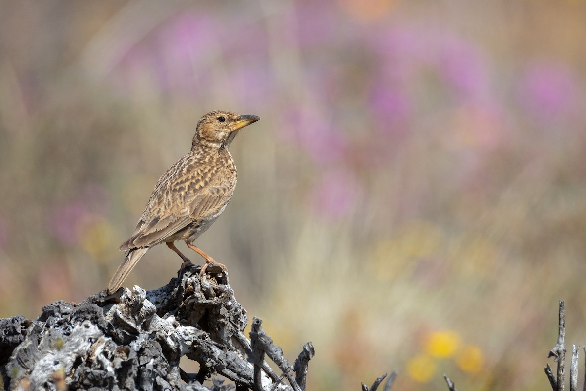 Large-billed Lark - ML642327605