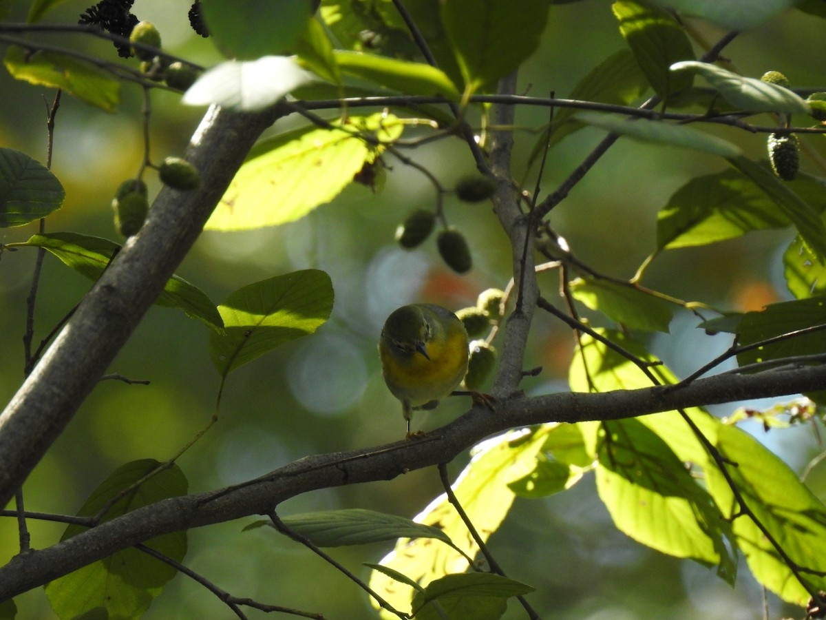 Northern Parula - ML642327607