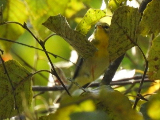 Northern Parula - ML642327608