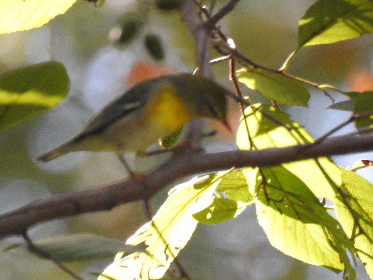 Northern Parula - ML642327609