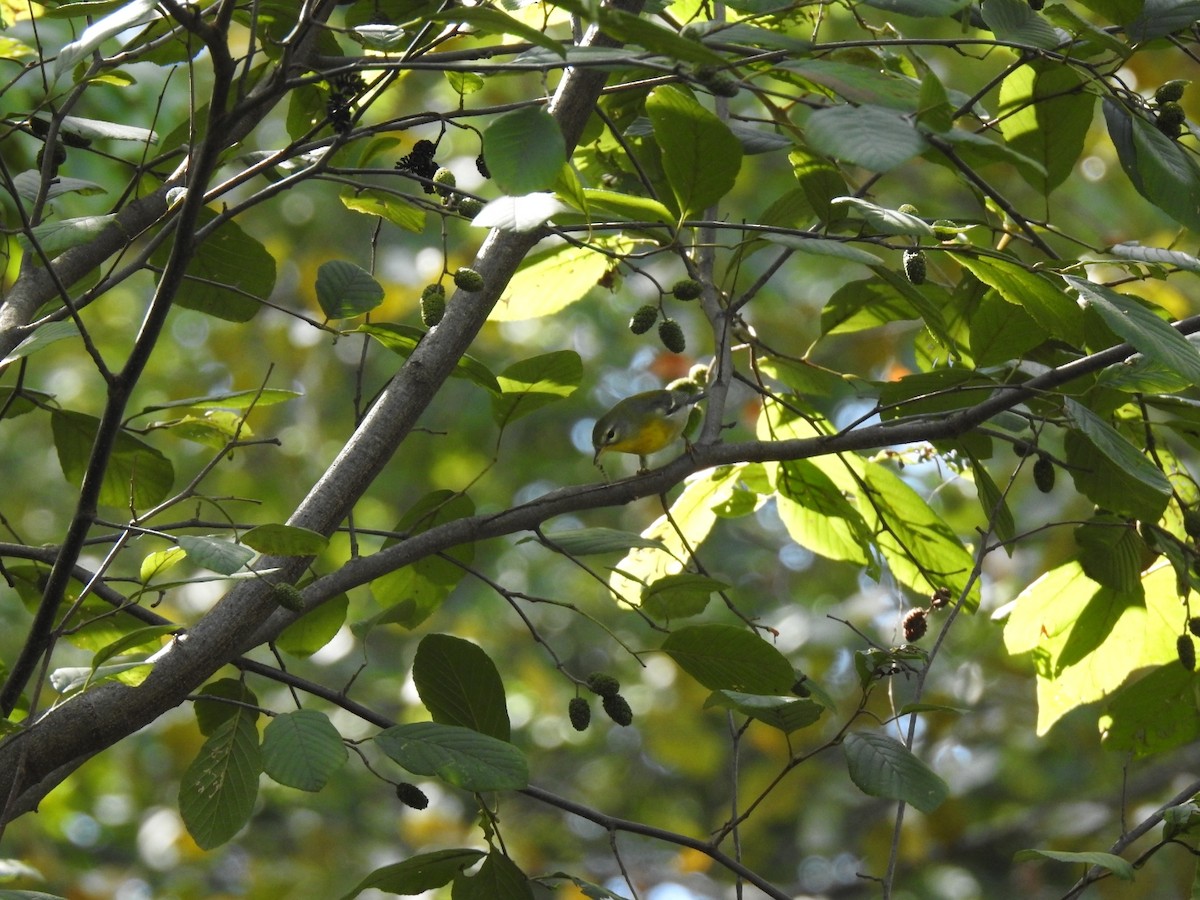 Northern Parula - ML642327610