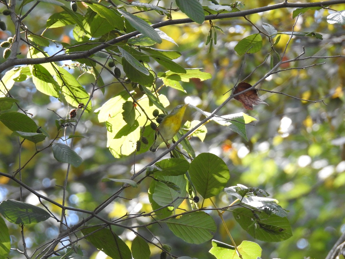 Northern Parula - ML642327611