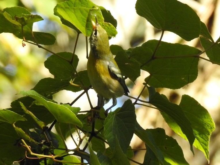 Northern Parula - ML642327612