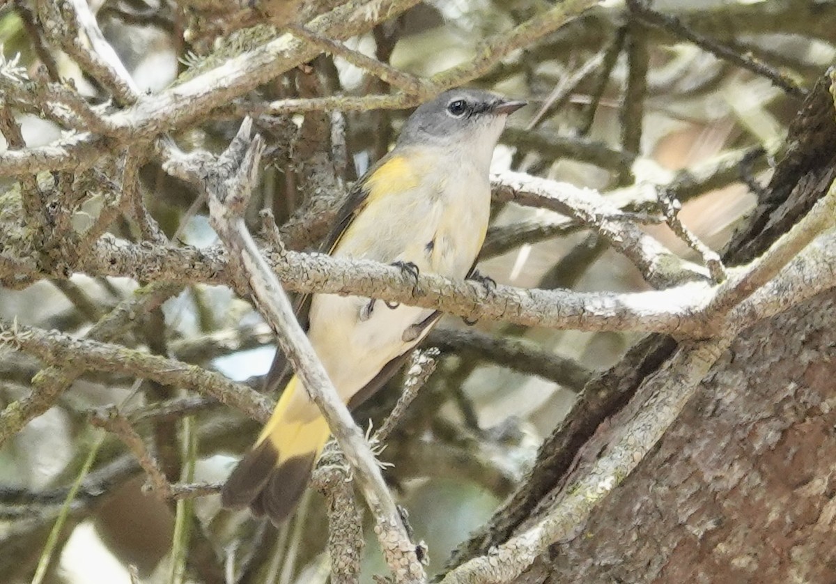 ハゴロモムシクイ - ML642327614