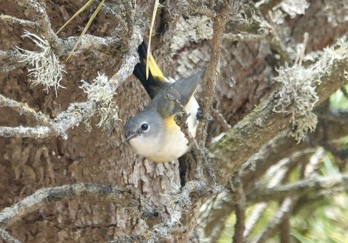 ハゴロモムシクイ - ML642327615