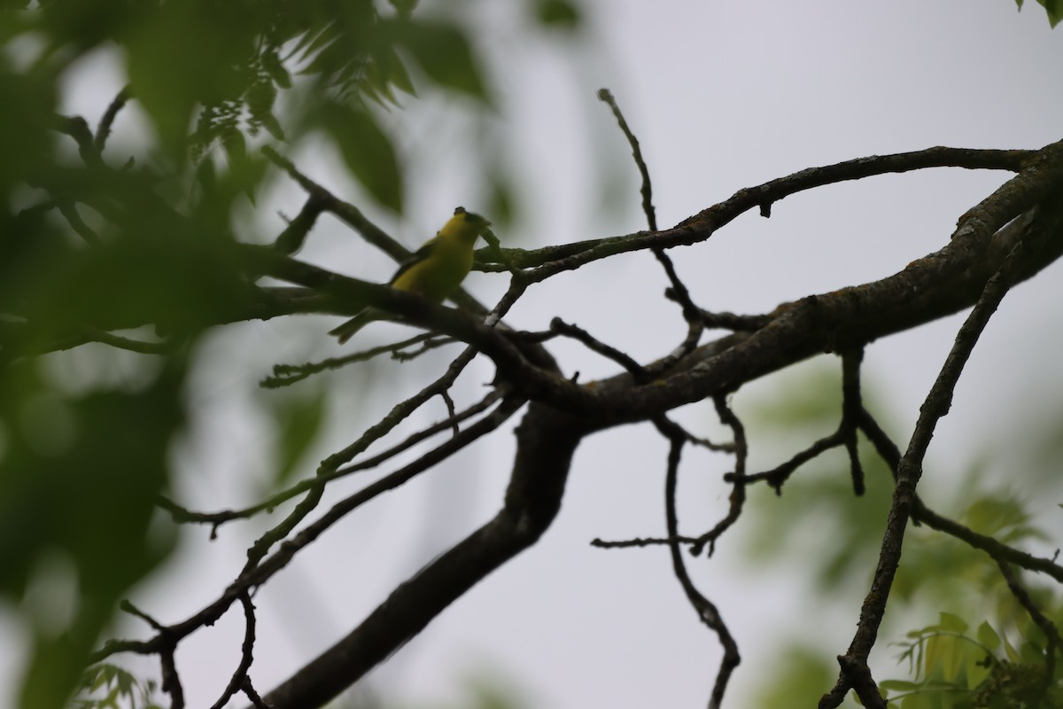 American Goldfinch - ML642327633