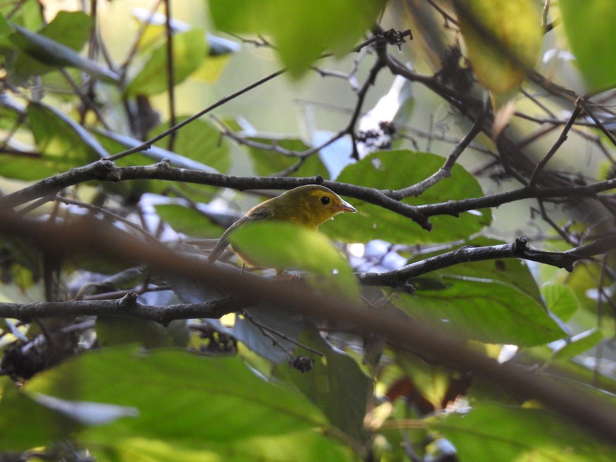 Wilson's Warbler - ML642327647