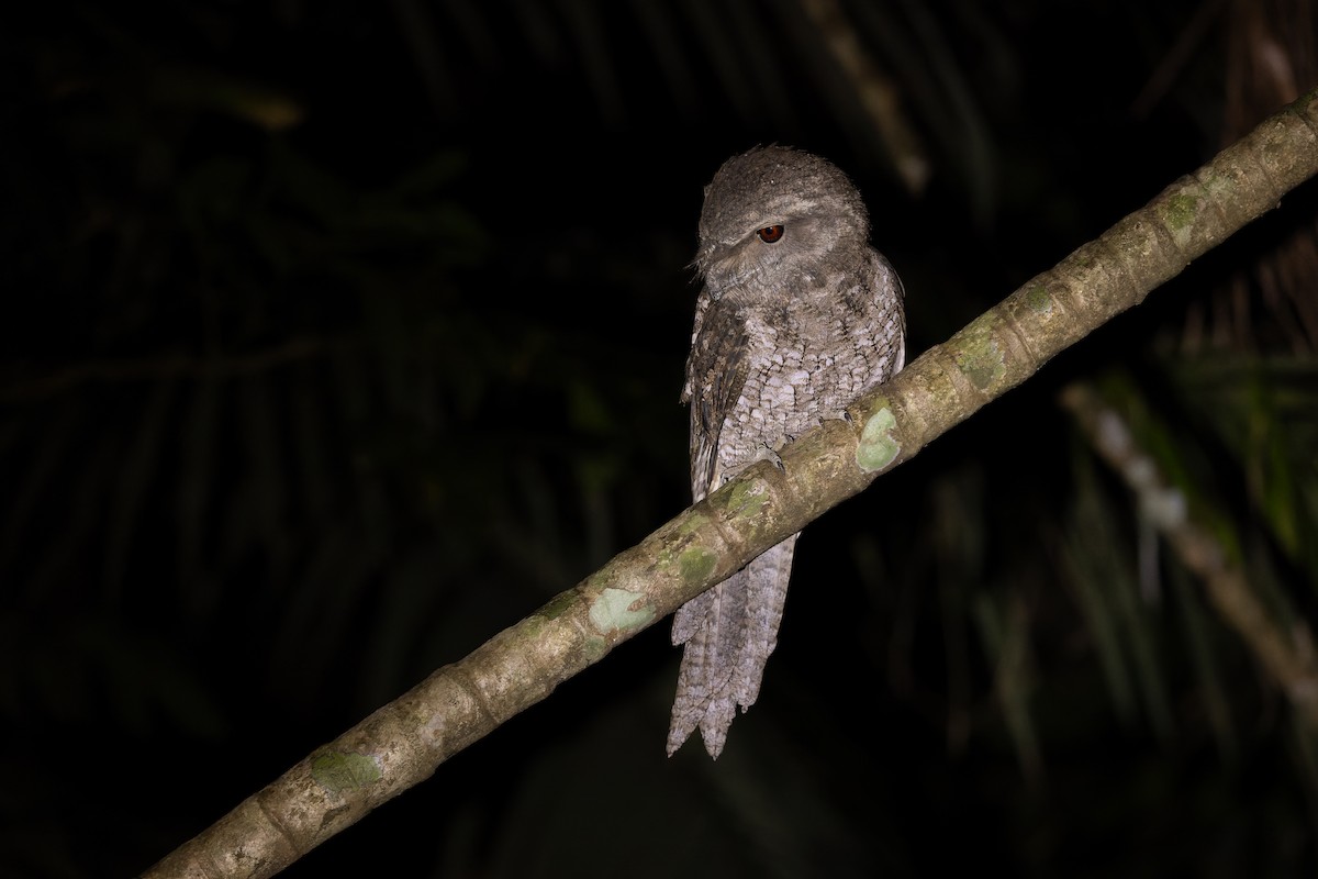 Podargo Papú - ML642327675