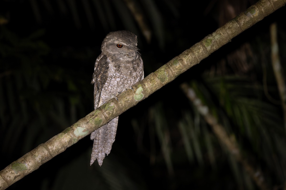 Podargo Papú - ML642327676