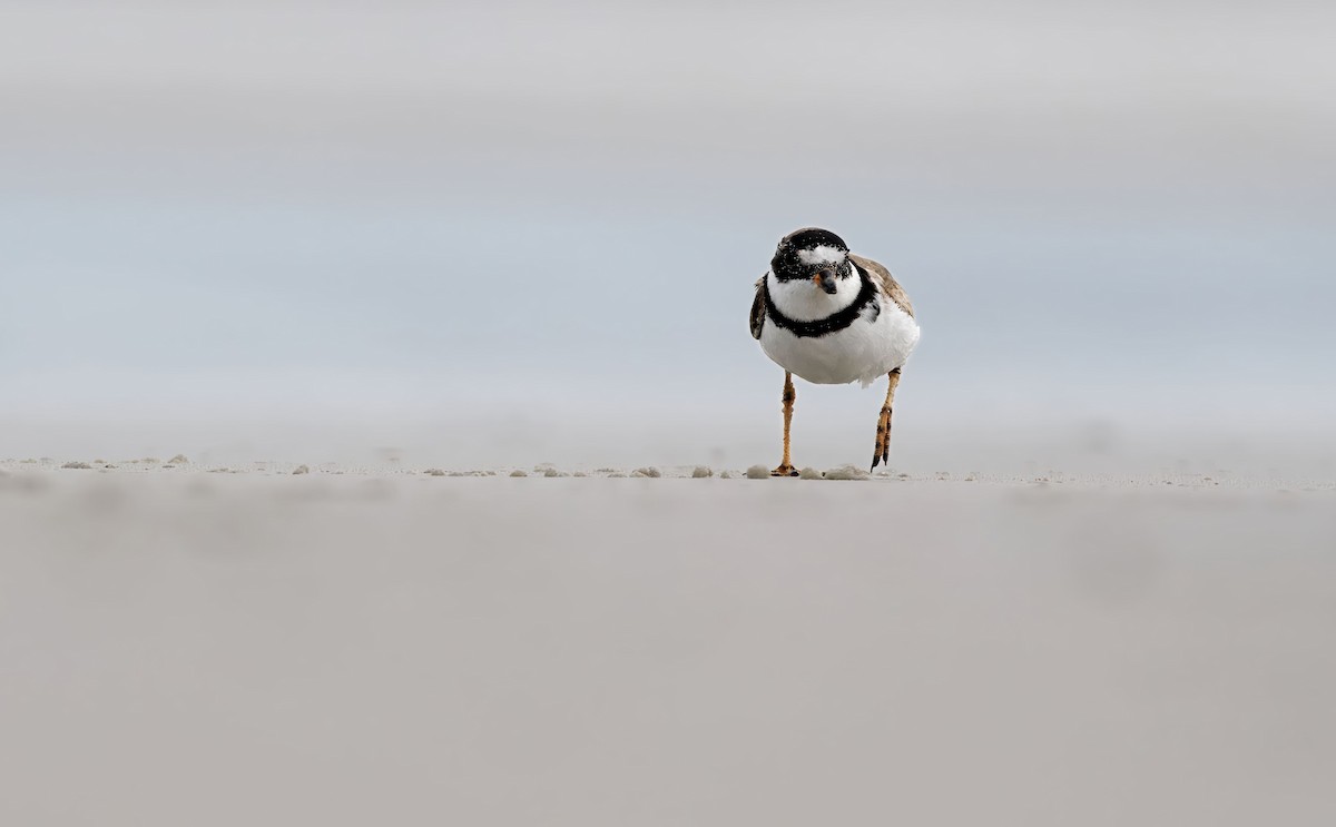 Semipalmated Plover - ML642327678